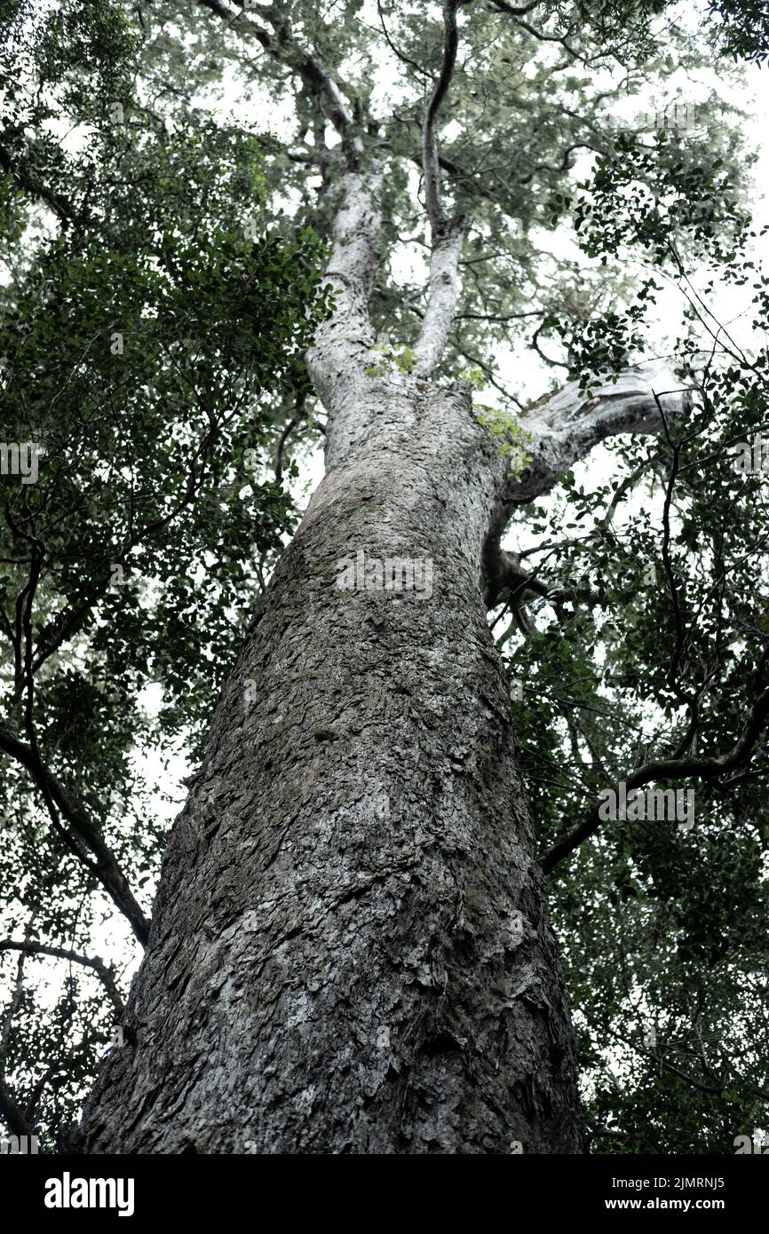 Looking up at the forest canopy from below Stock Photo