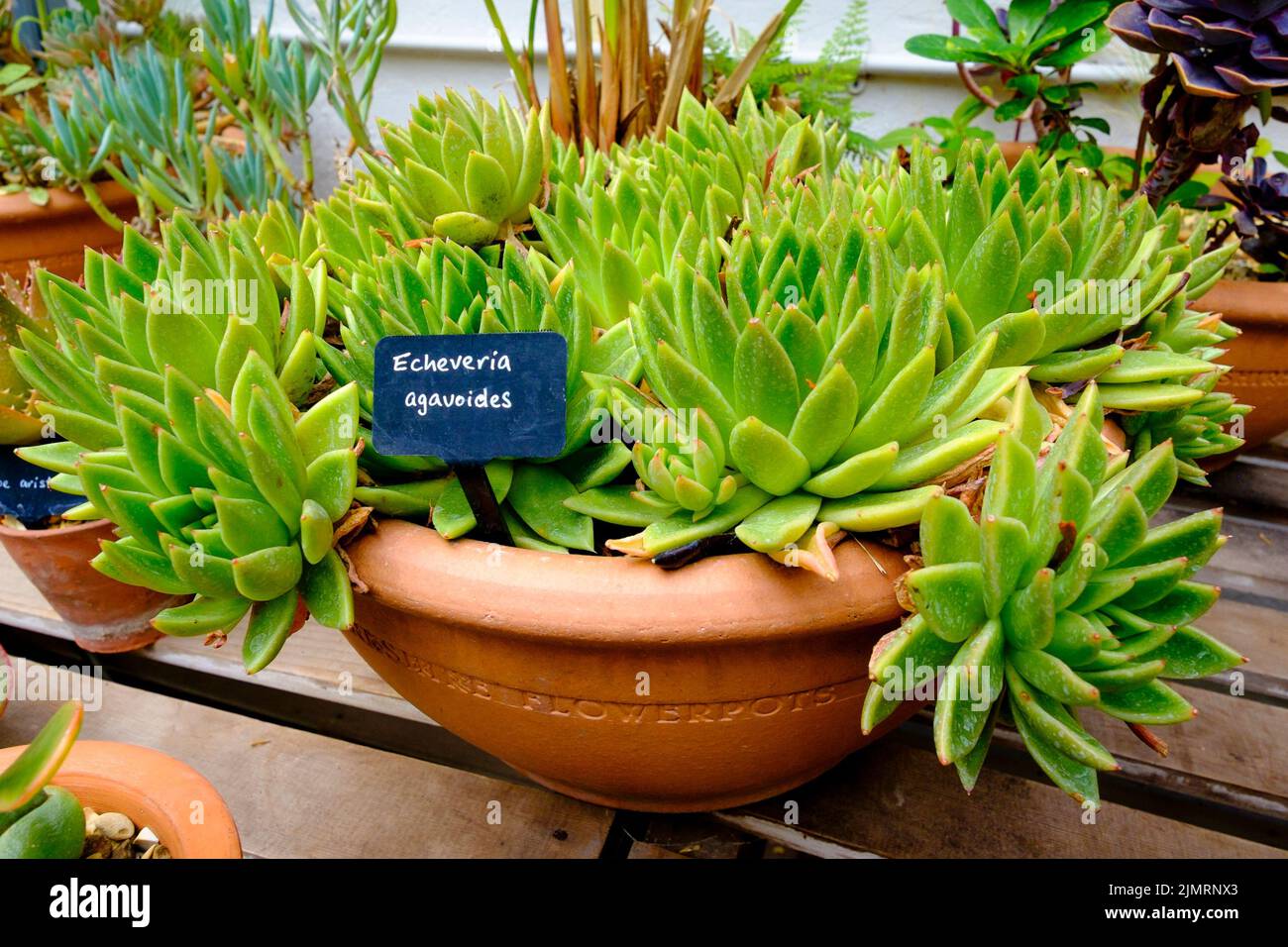 Echeveria agavoides, succulent plant. Stock Photo