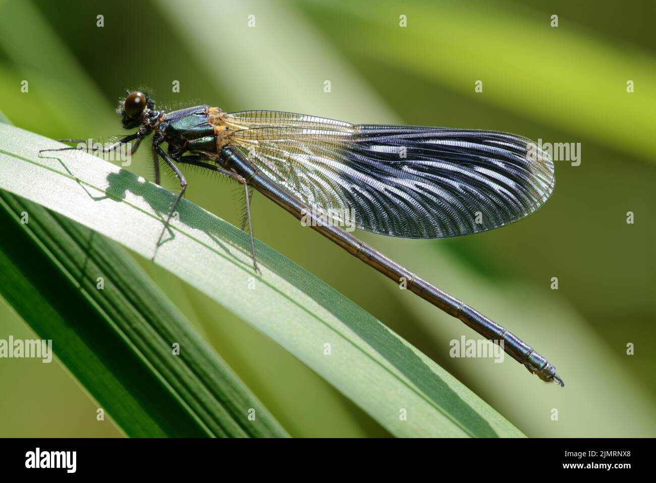 Blue green sheen on wings hi-res stock photography and images - Alamy