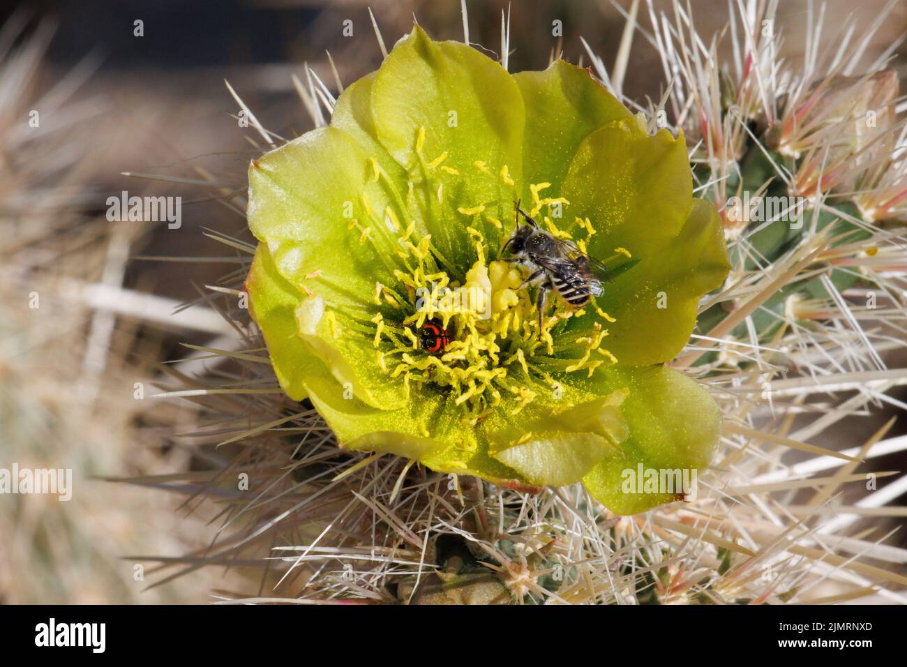 Green flowering determinate solitary inflorescence of Cylindropuntia Echinocarpa, Cactaceae, native shrub in the Anza Borrego Desert, Springtime. Stock Photo