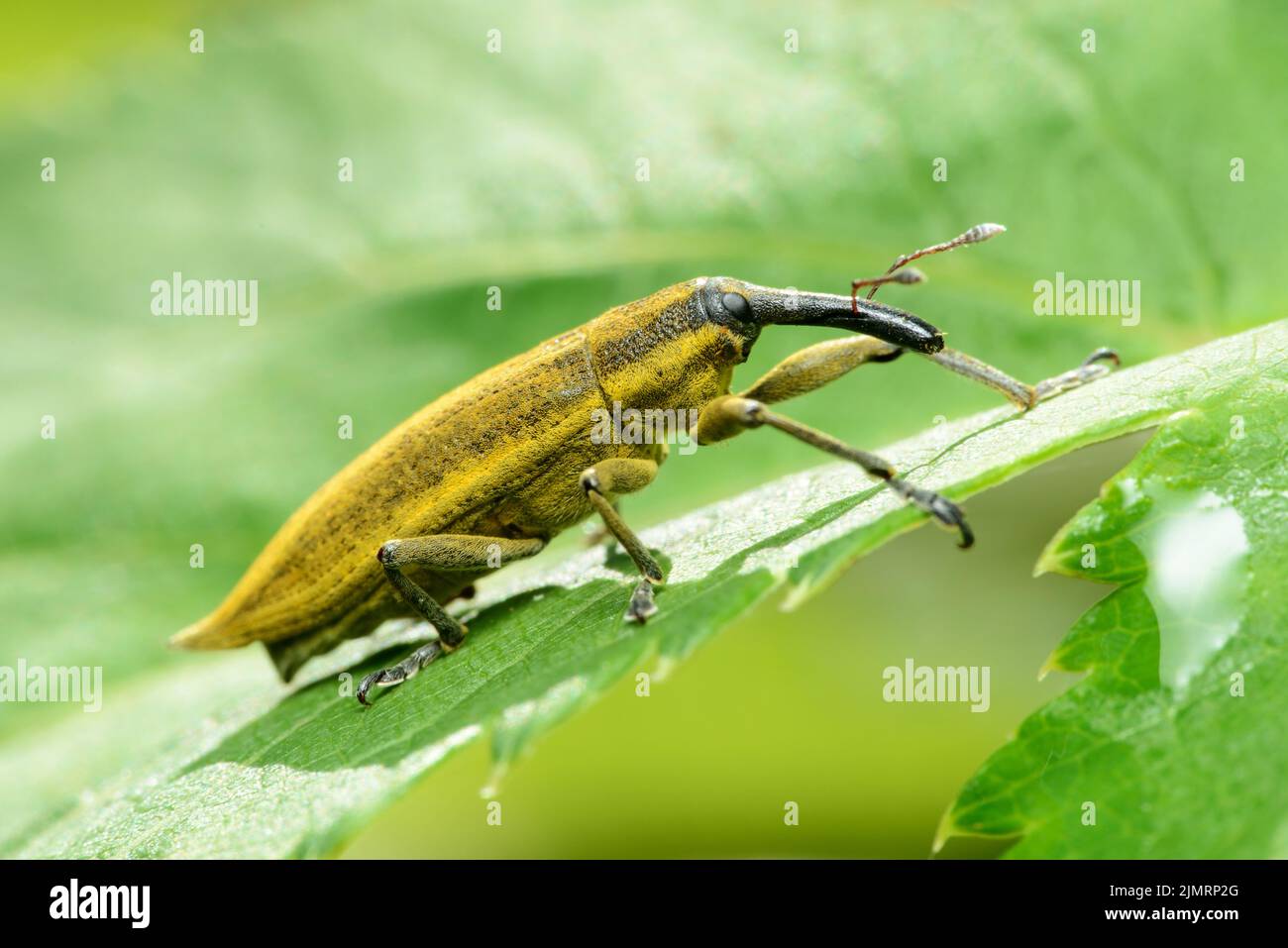 Large yellow weevil Lixus iridis on a leaf of a plant in Belarus Stock Photo