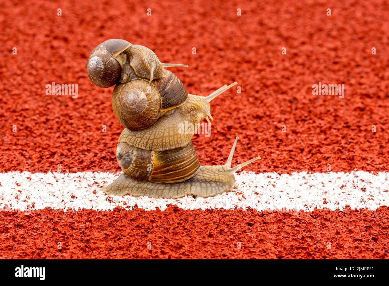 Grape snail carries the other snails on the back Stock Photo Alamy