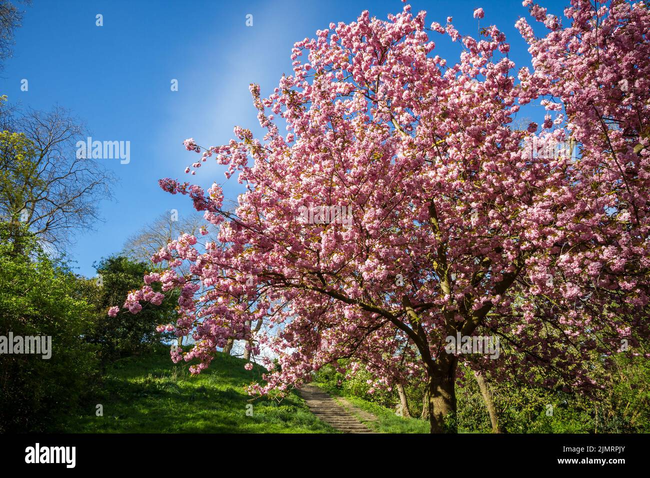 Japanese cherry blossom in spring Stock Photo - Alamy