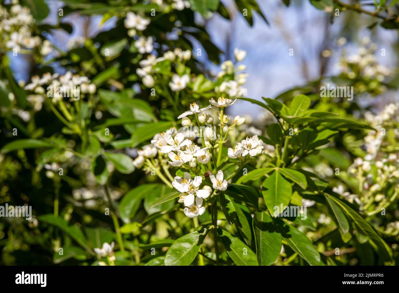 Mexican orange blossom in spring Stock Photo Alamy