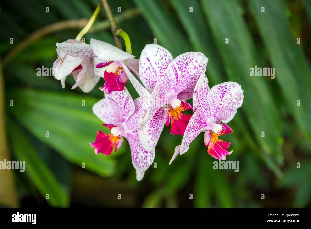 Orchid flower, Phalaenopsis Stock Photo