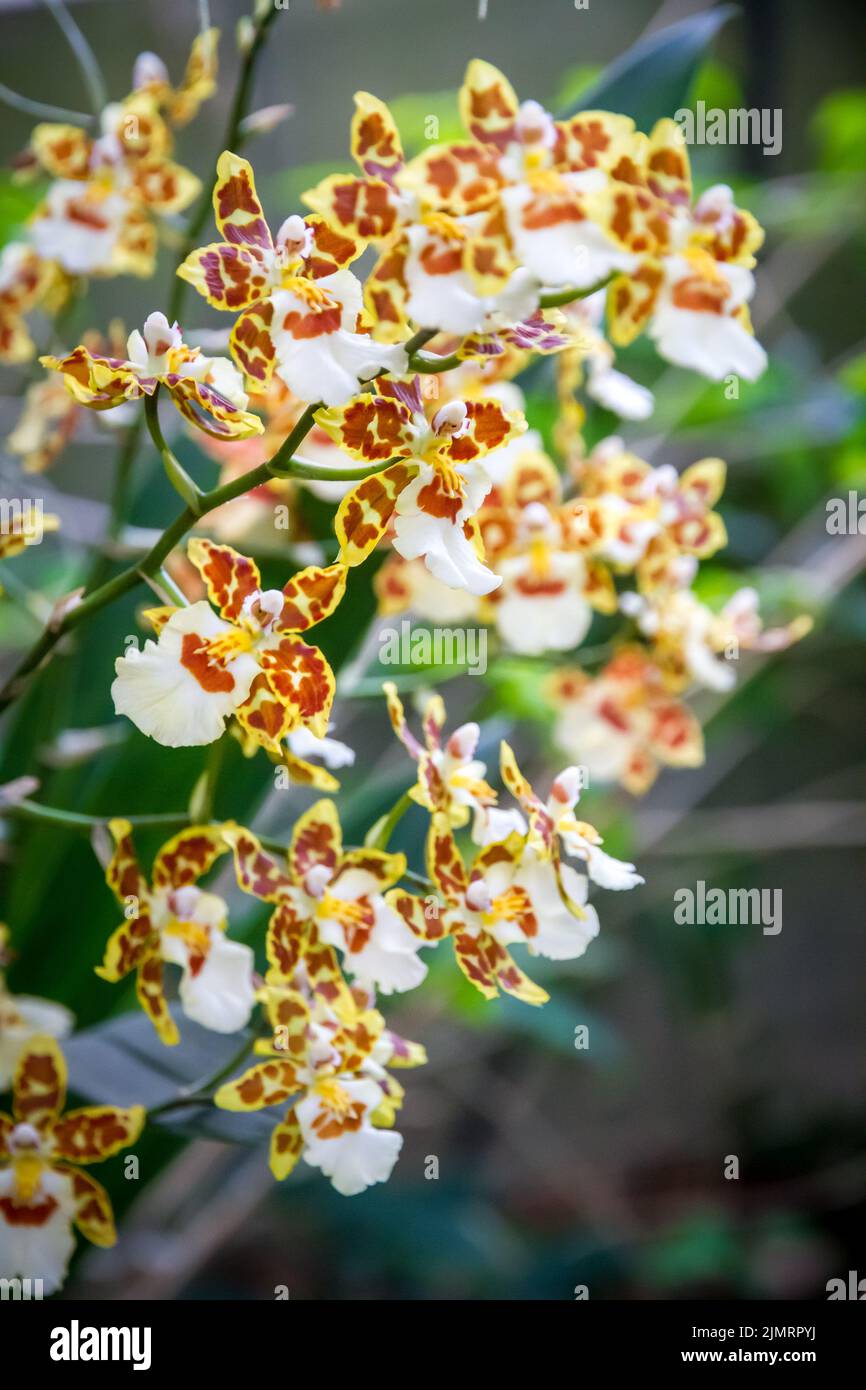 Orchid flower, Odontoglossum Stock Photo