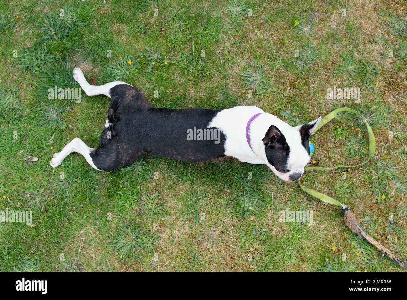 Shallow focus on a Boston Terrier dog lying flat on grass. She has her legs out behind her in a 'frogs leg' type shape. Stock Photo