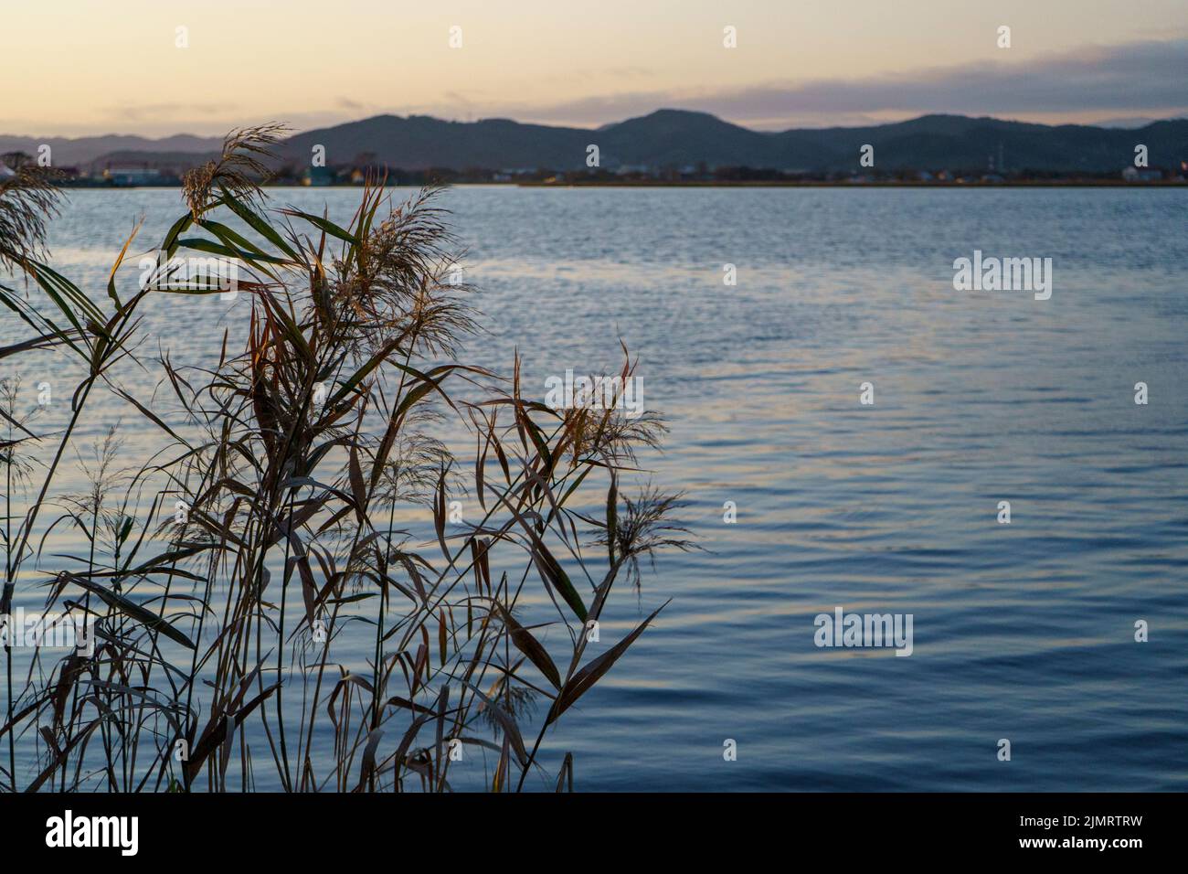 Landscape with reeds on the background of the water surface Stock Photo ...