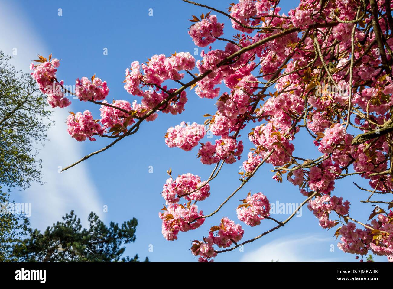 Japanese cherry blossom branch hi-res stock photography and images - Alamy