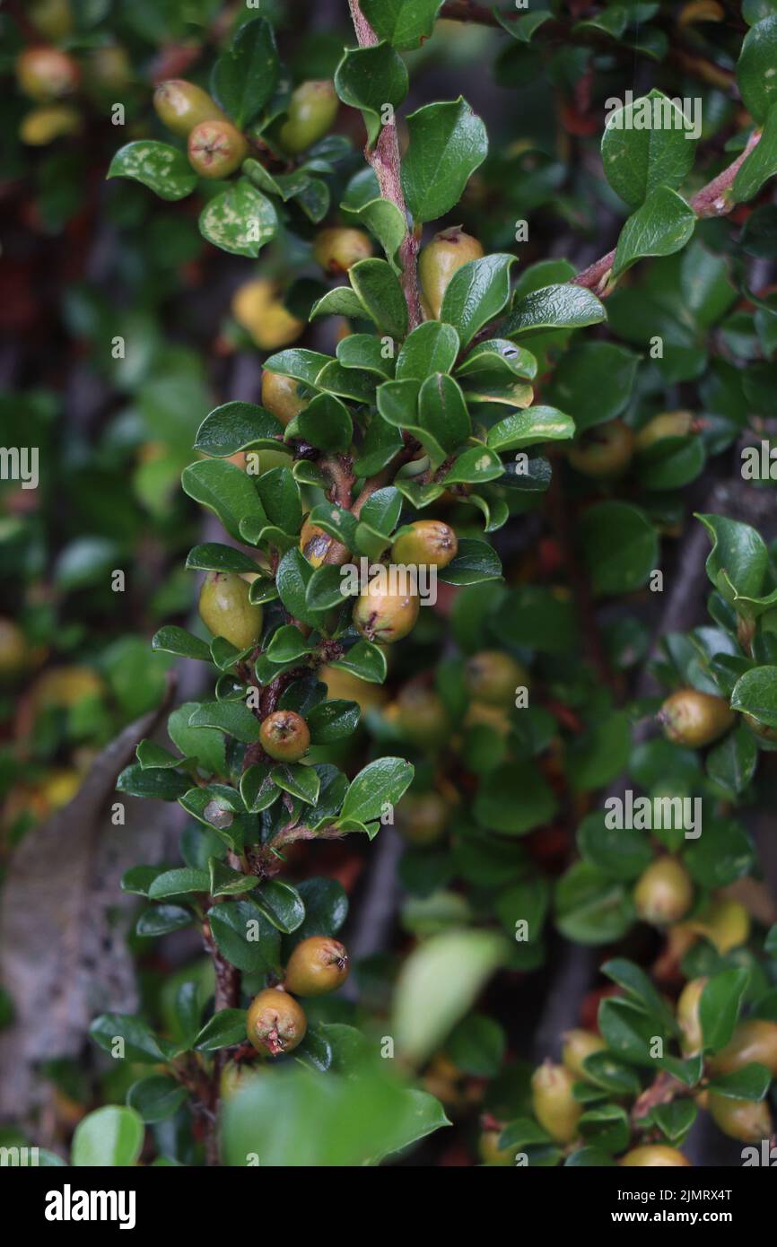 Branches of cotoneaster horizontalis with berry Stock Photo