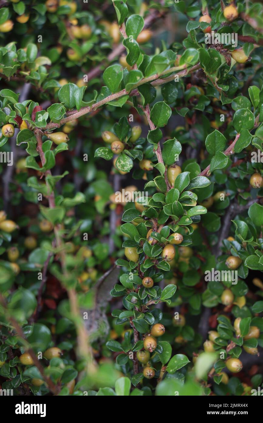 Branches of cotoneaster horizontalis with berry Stock Photo