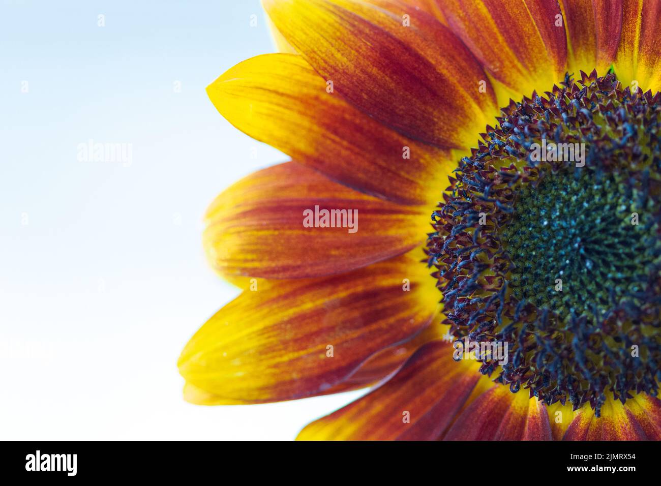 This macro shot of a common sunflower (Helianthus annuus) shows the details of the flower head Stock Photo