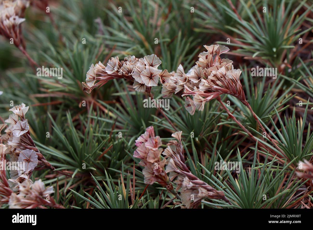 Acantholimon albanicum plant. Plumbaginaceae family Stock Photo
