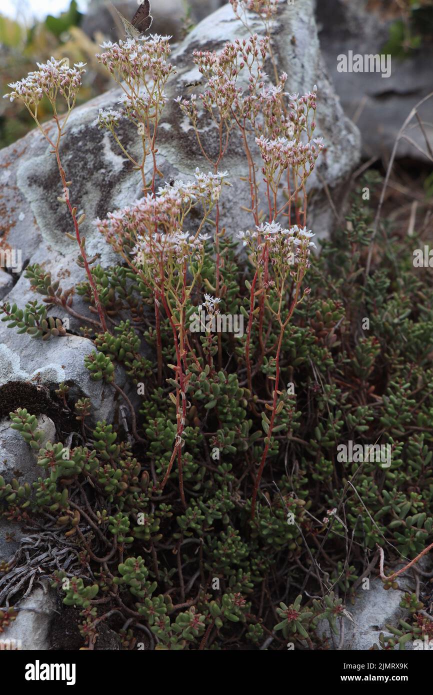 Blooming plant Sedum album in nature Stock Photo
