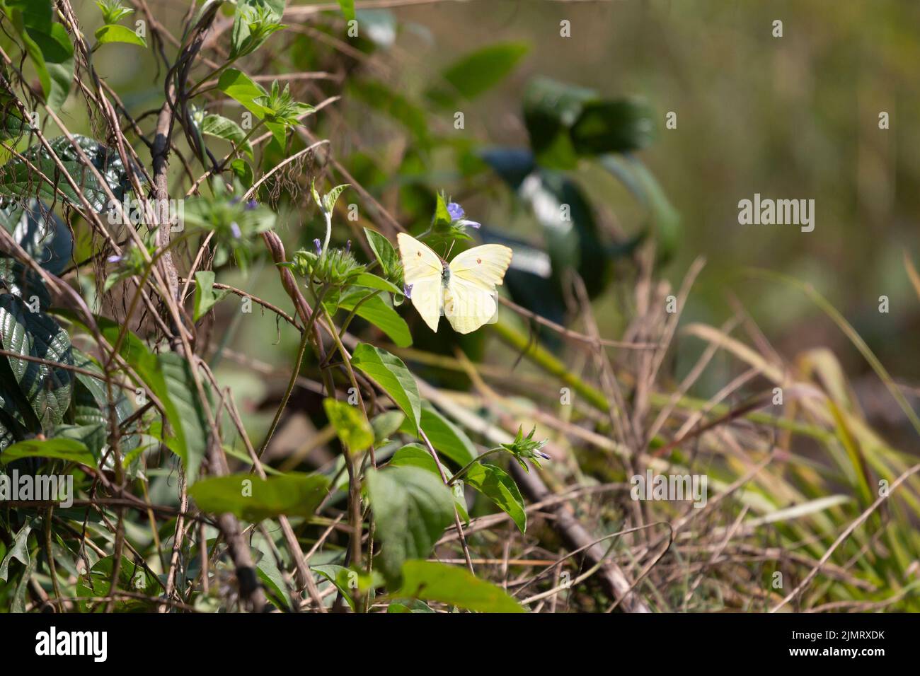 Cloudless sulphur butterfly (Phoebis sennae) pollinating a plant with violet blooming flowers Stock Photo