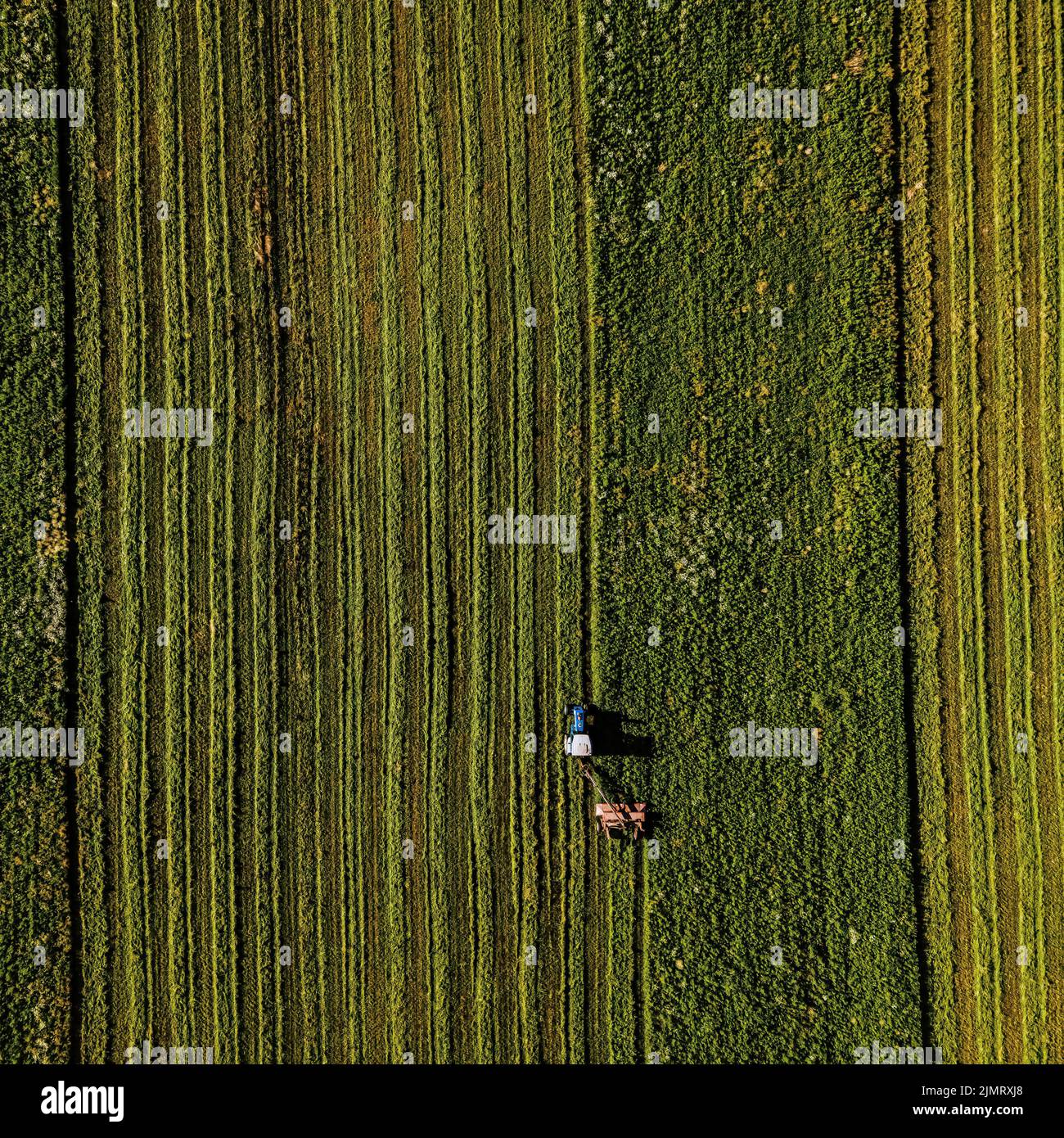 Tree being chopped hi-res stock photography and images - Alamy
