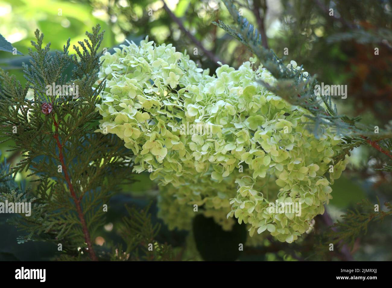 Flowering plant Hydrangea  arborescens in a garden Stock Photo