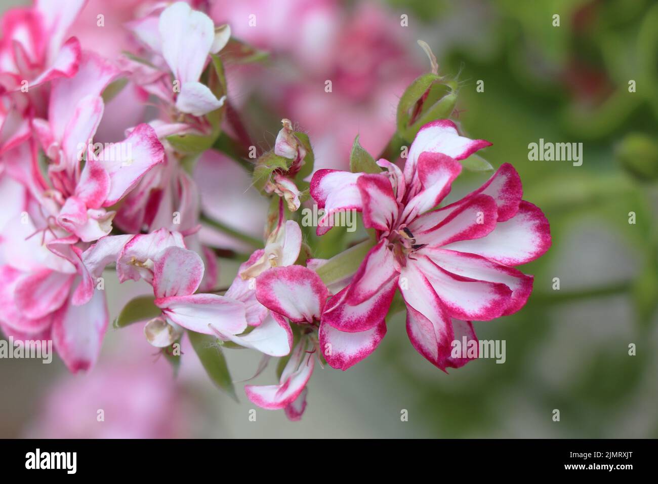 Blooming pink and white Flower  Pelargonium peltatum Stock Photo