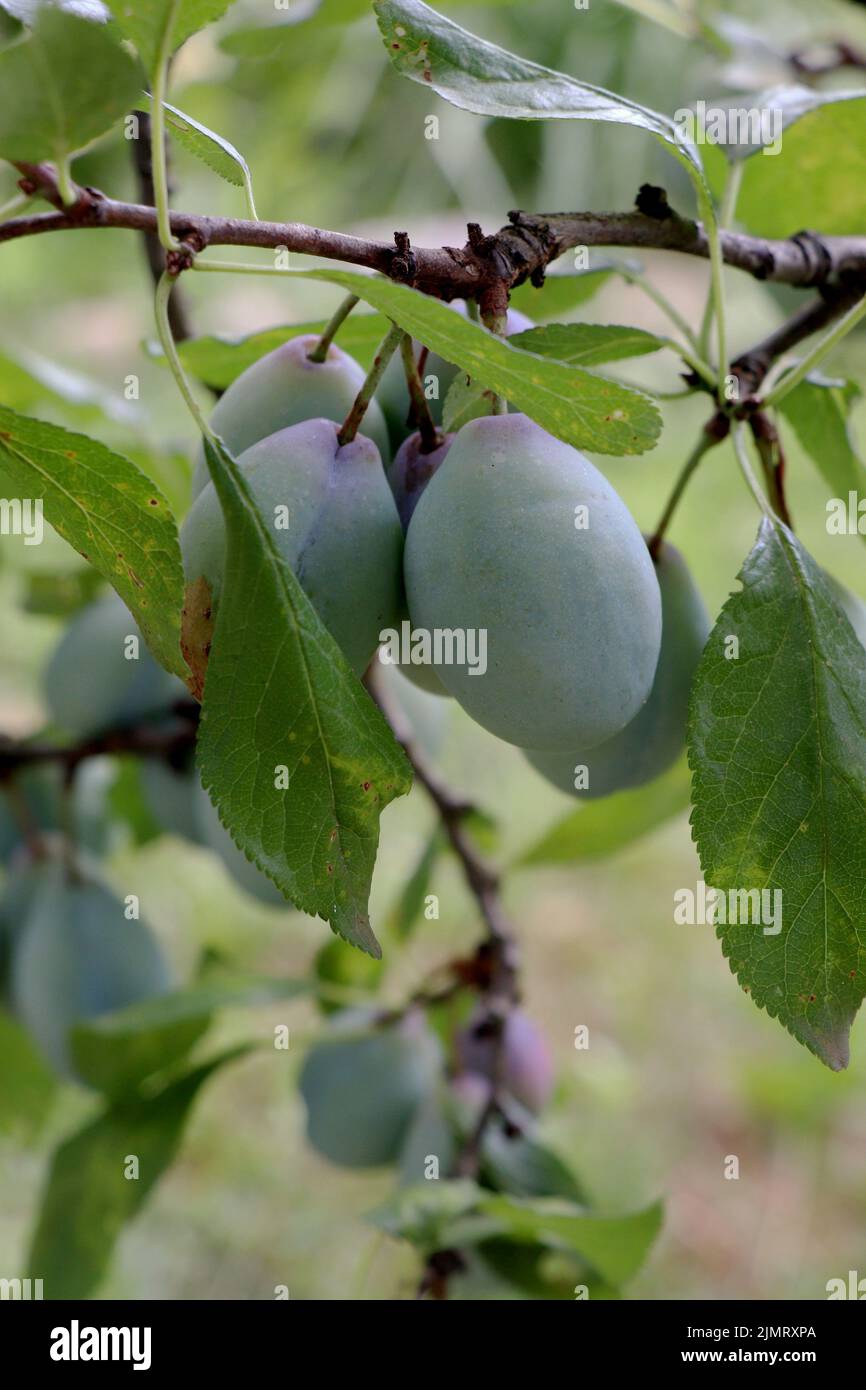 Branch with Growing Prunus domestica Stock Photo