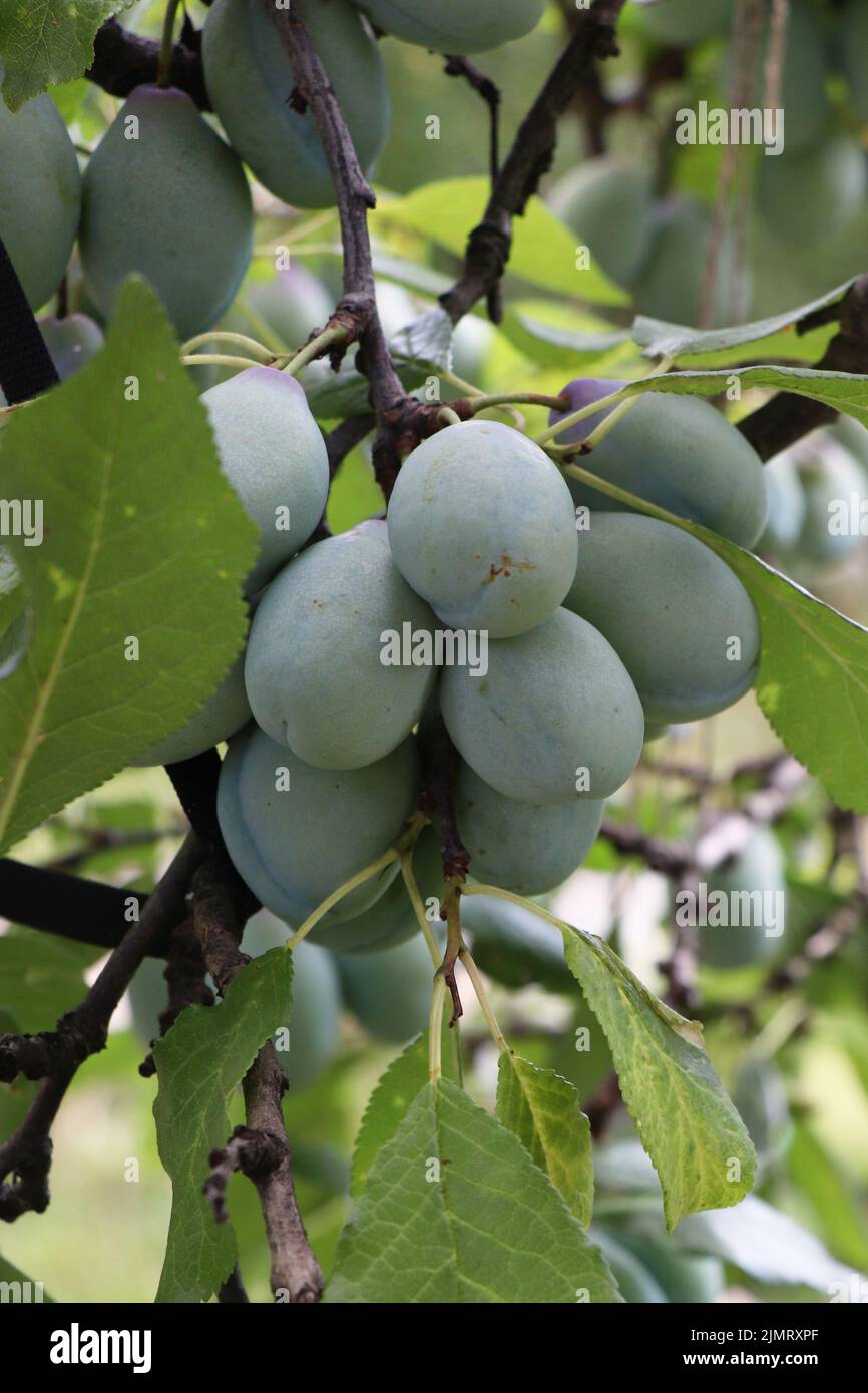 Branch with Growing Prunus domestica Stock Photo