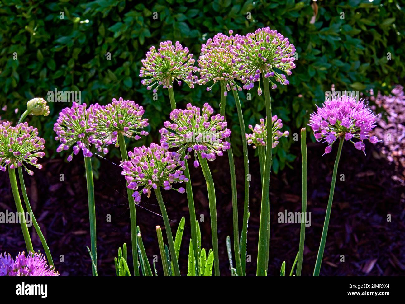 Millenium - Ornamental Onion -Allium hybrid Bright rosy purple, rounded flower clusters appear on strong stems. Stock Photo