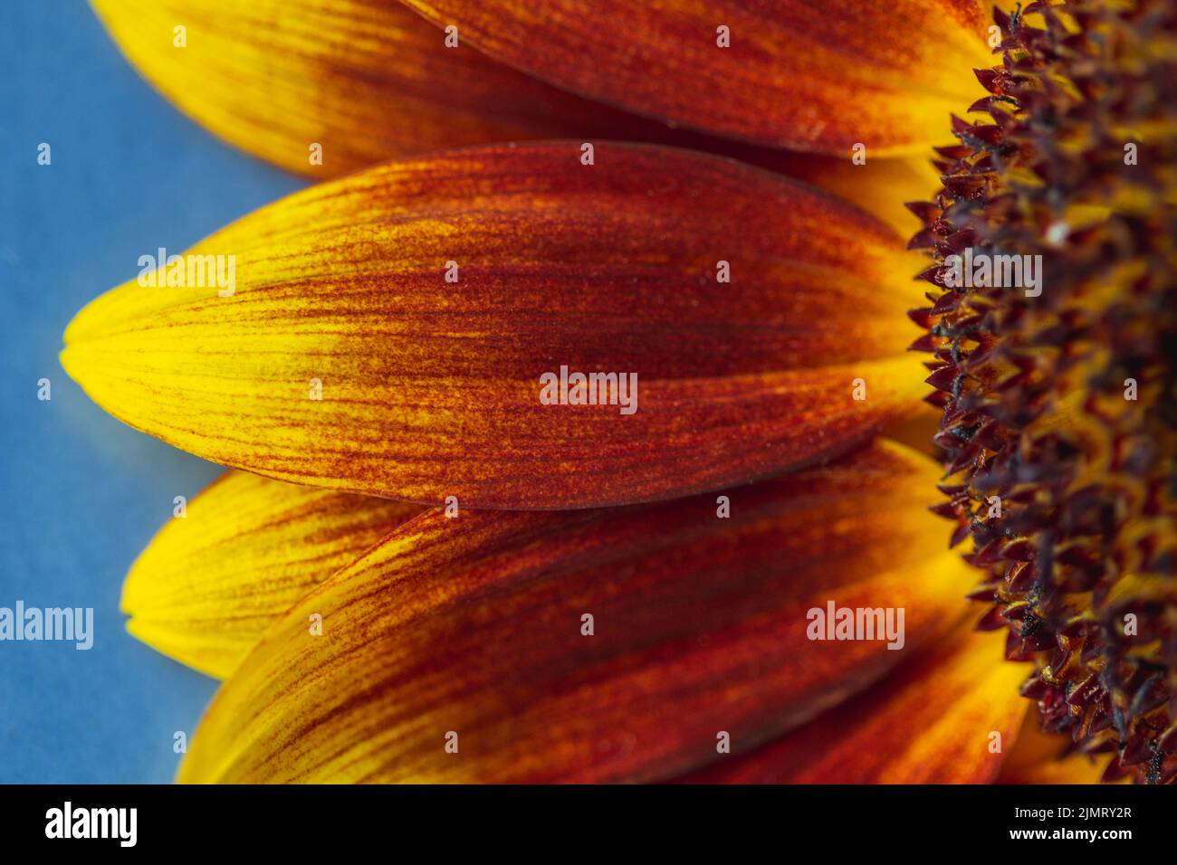This macro shot of a common sunflower (Helianthus annuus) highlights its petals or ray flowers Stock Photo