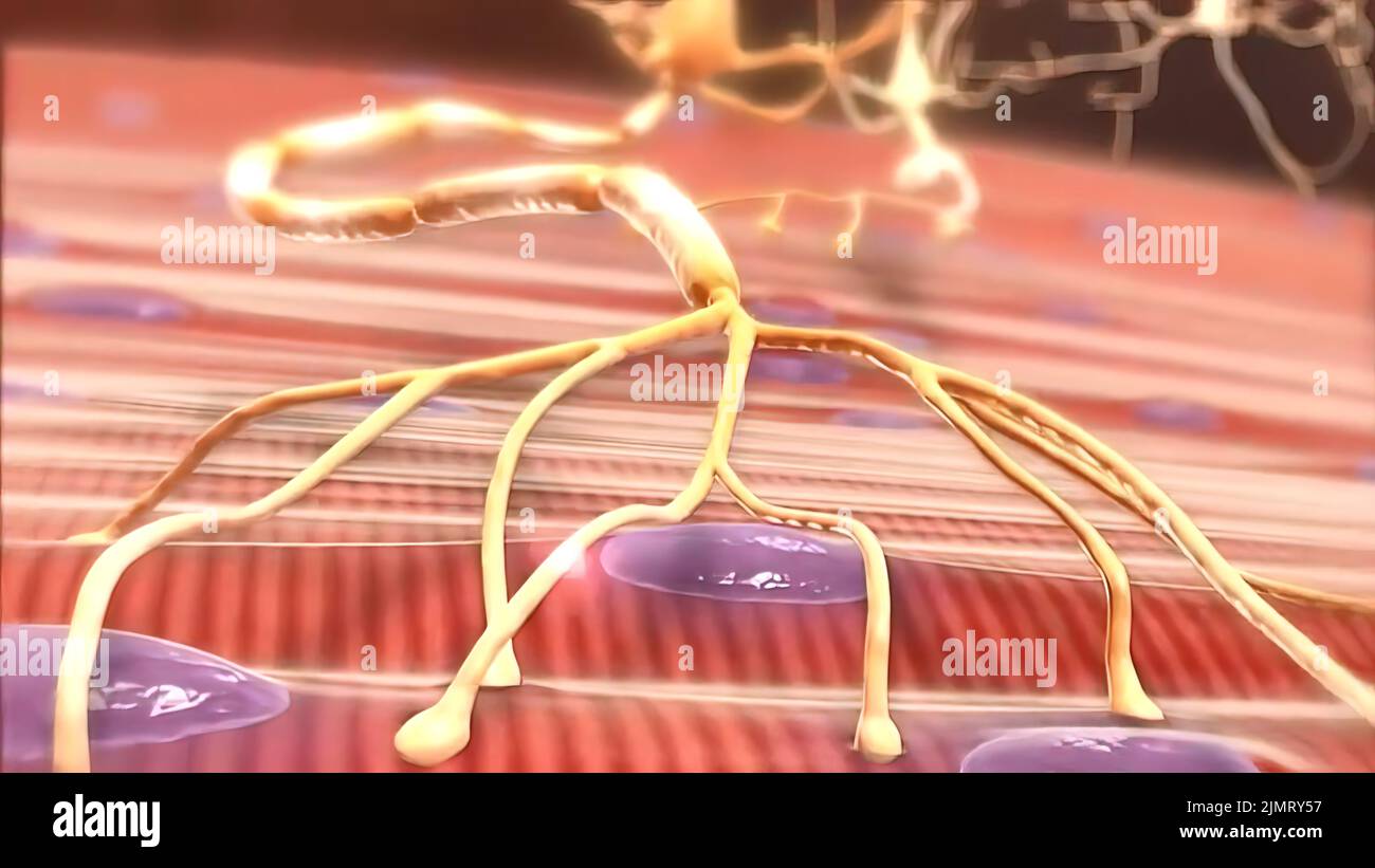 How human body works hi-res stock photography and images - Alamy