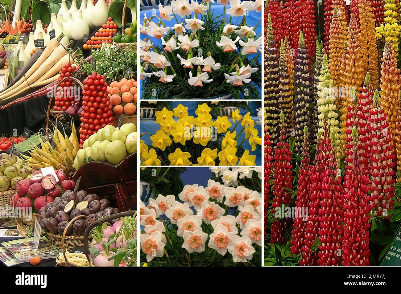 Chelsea Flower Show Stock Photo - Alamy