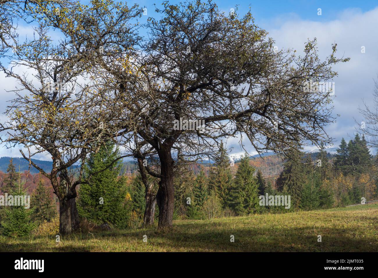 Cloudy and foggy morning late autumn mountains scene with old apple tree in front. Peaceful picturesque traveling, seasonal, nat Stock Photo
