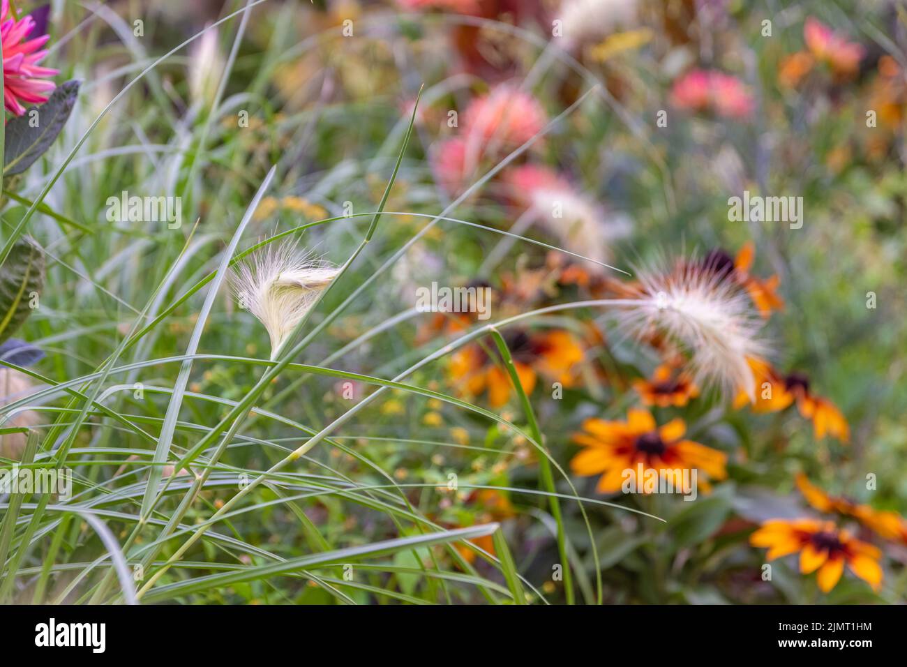 A closeup shot of Lygeum grass against a background of black-eyed Susan flowers in the garden Stock Photo