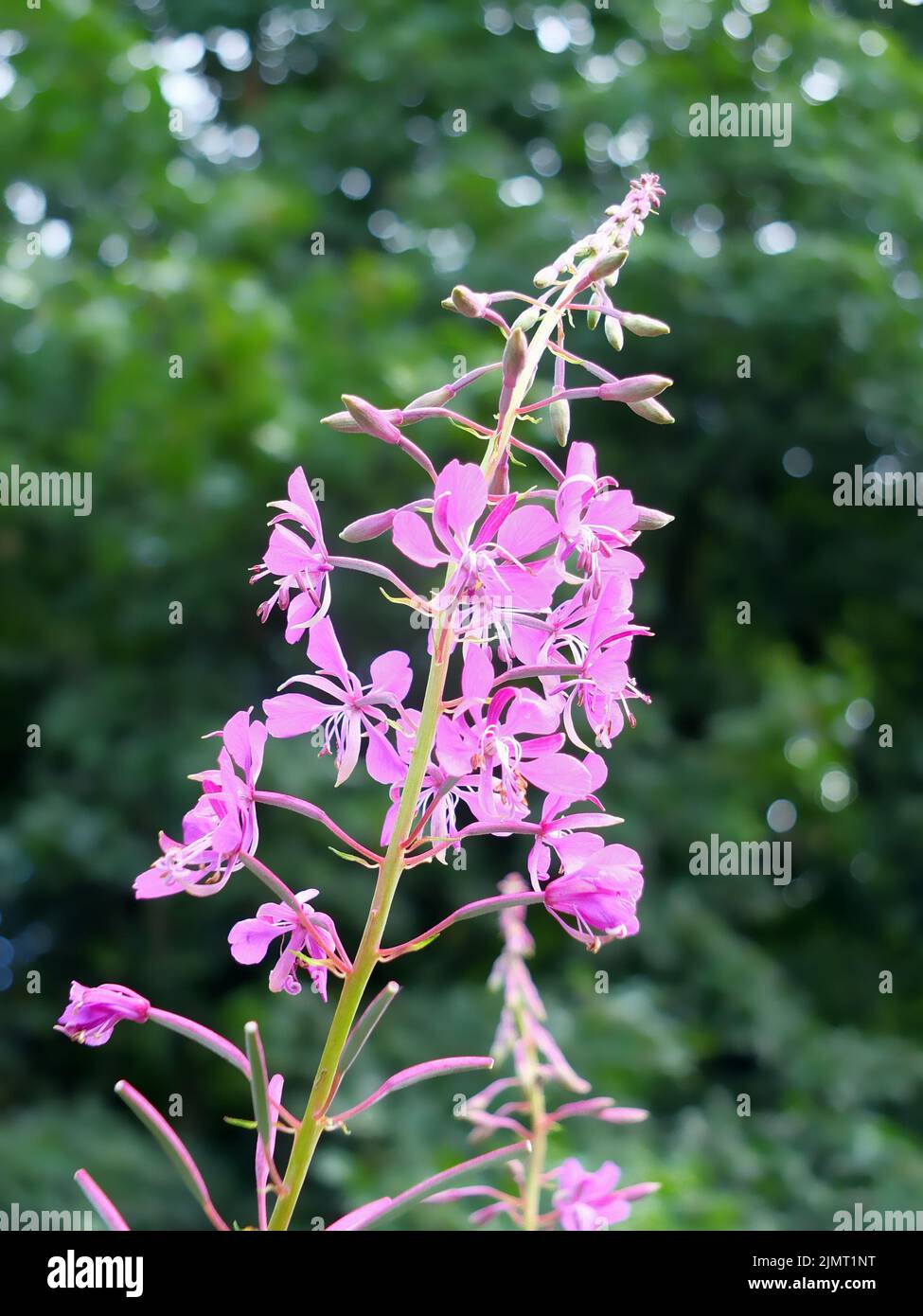 Close up of a flowering pink willowherb plant also known as fireweed with a blurred green background Stock Photo