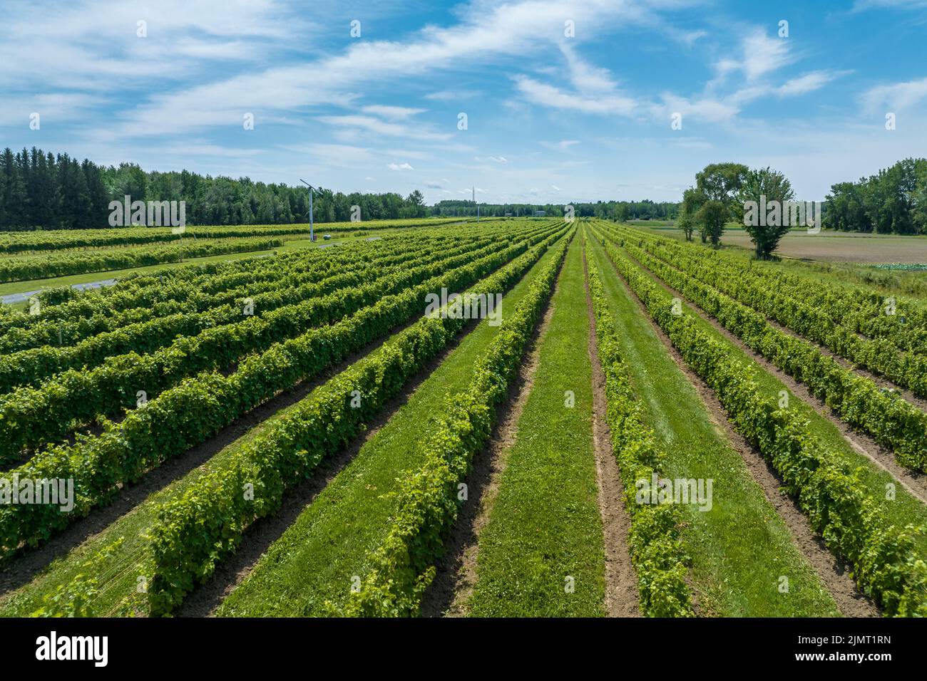 Aerial view of a vineyard in the St. Lawrence  Valley, Quebec, Canada Stock Photo