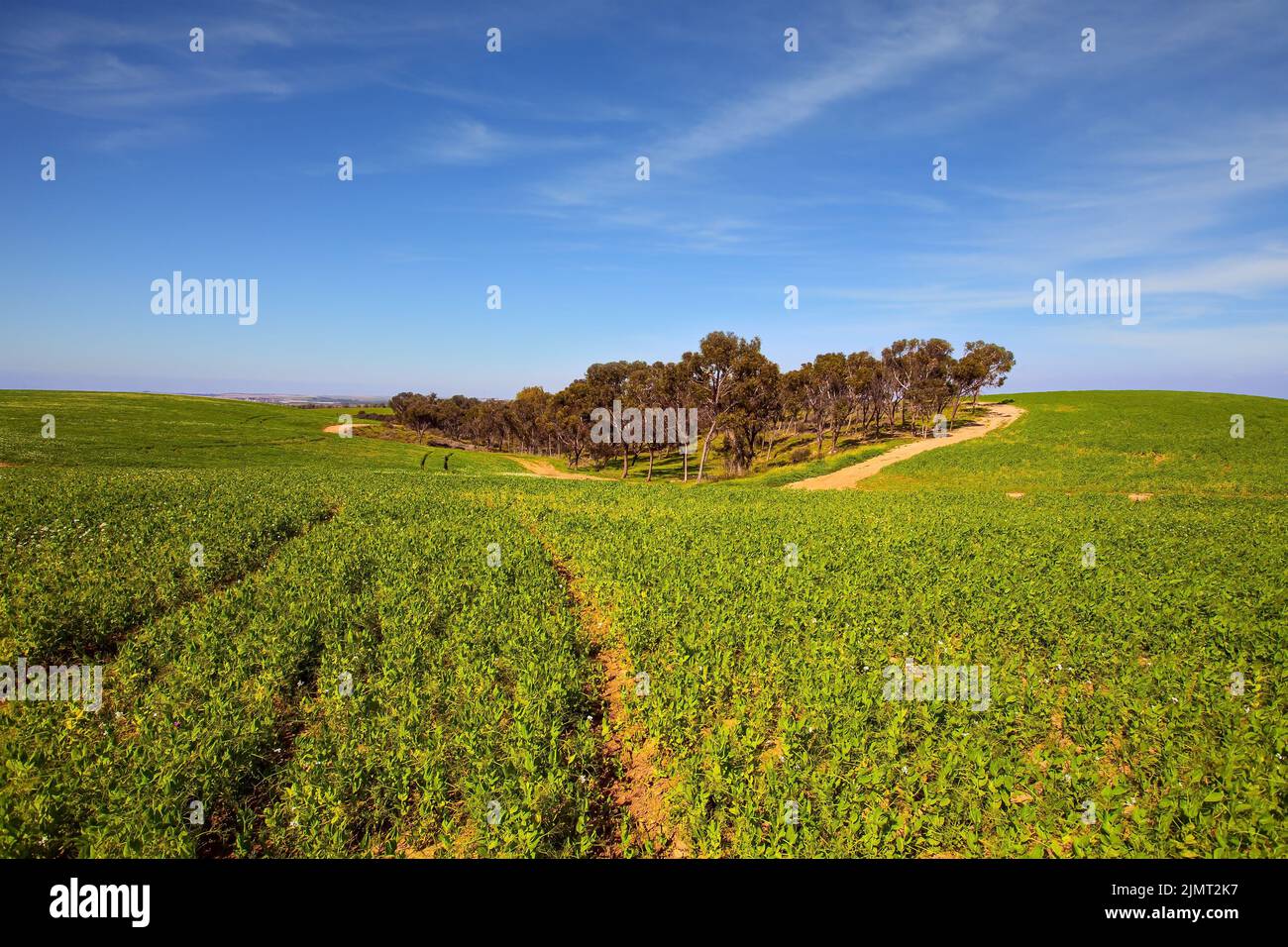 Spring bloom of the Negev Stock Photo