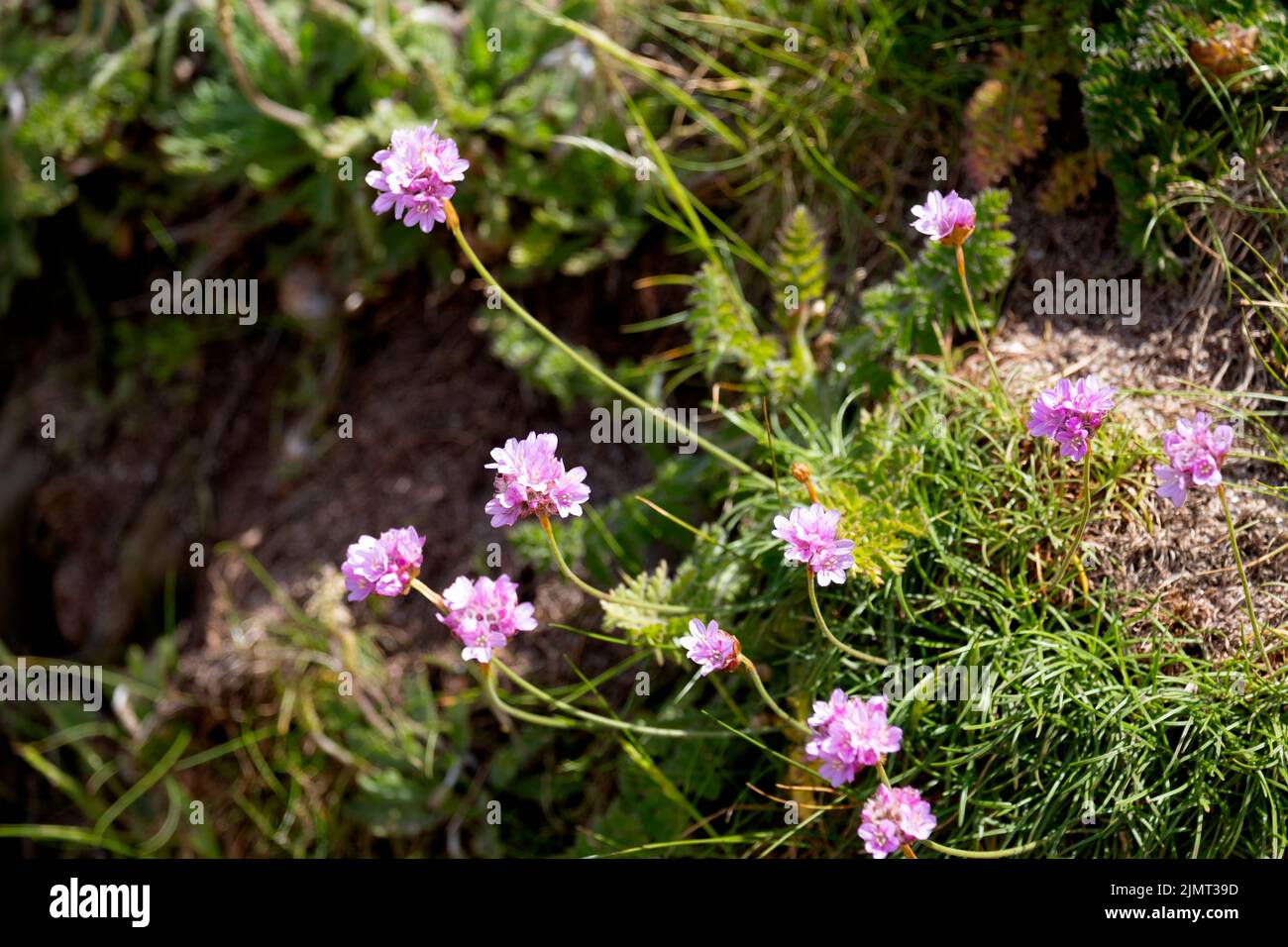 Sea Pinks, Armeria maritima, flowering on a cliff top by Thurlestone beach Stock Photo
