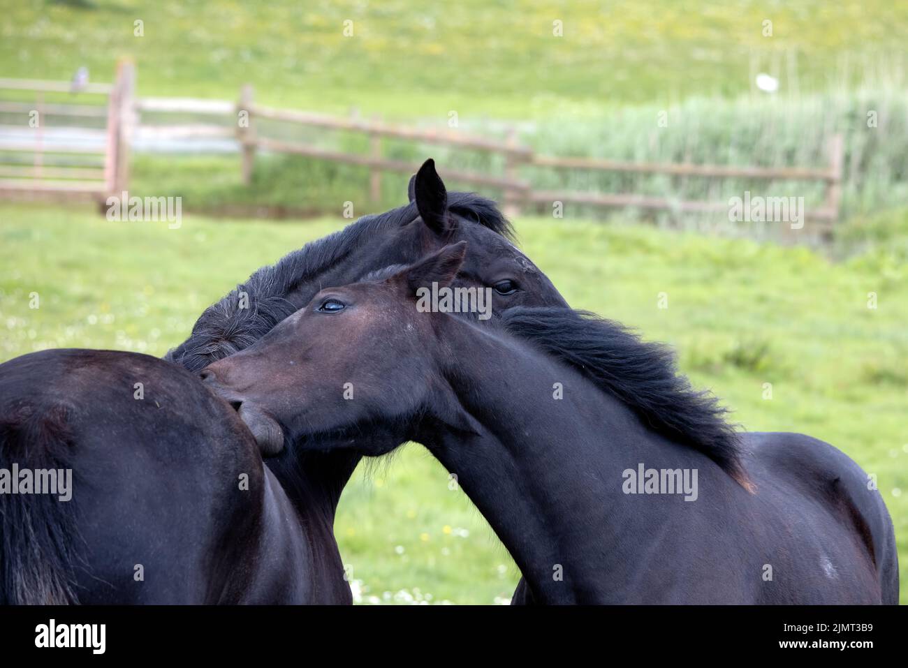 Two dark horses nuzzling together in a Devon field Stock Photo