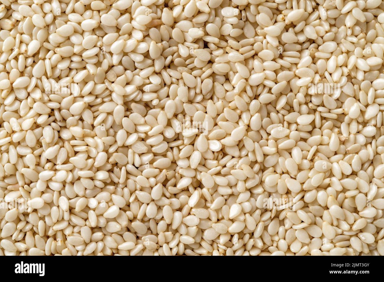 Raw sesame seeds macro background. Texture of organic benne grains closeup. White til for healthy food,  strengthening immunity diet,  calcium source. Stock Photo