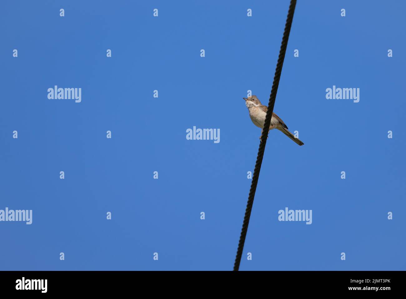 Common Whitethroat resting on a telephone wire Stock Photo