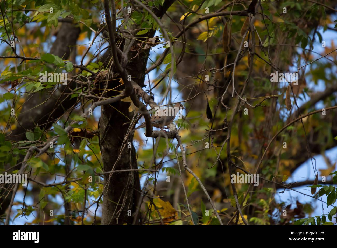 Mourning dove (Zenaida macroura) perched on a tree limb surrounded by