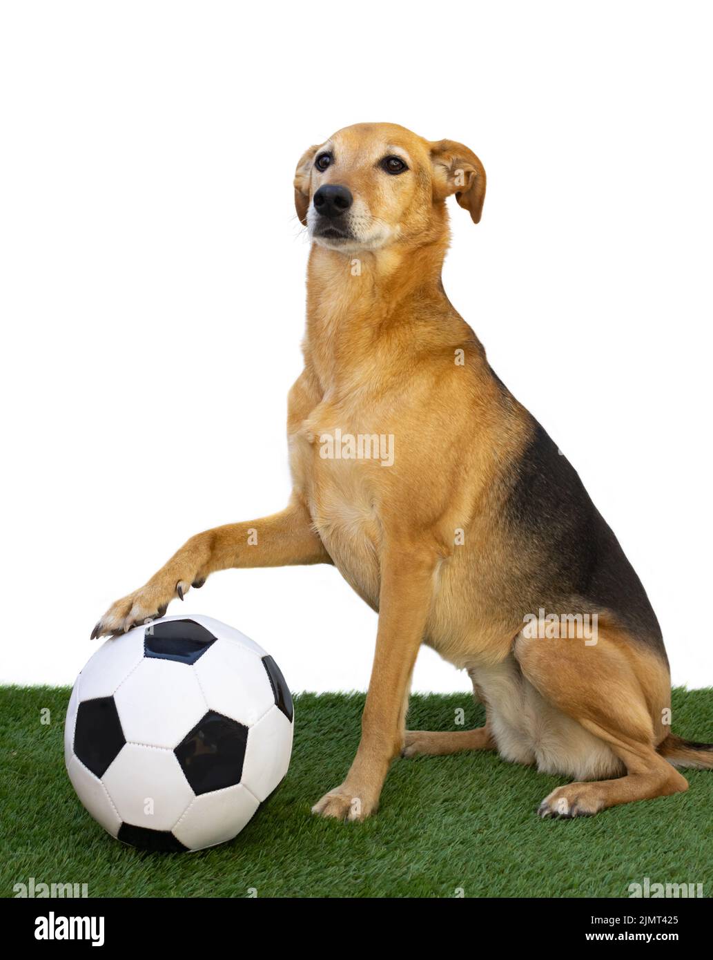 Portrait of a dog posing with the soccer ball Stock Photo