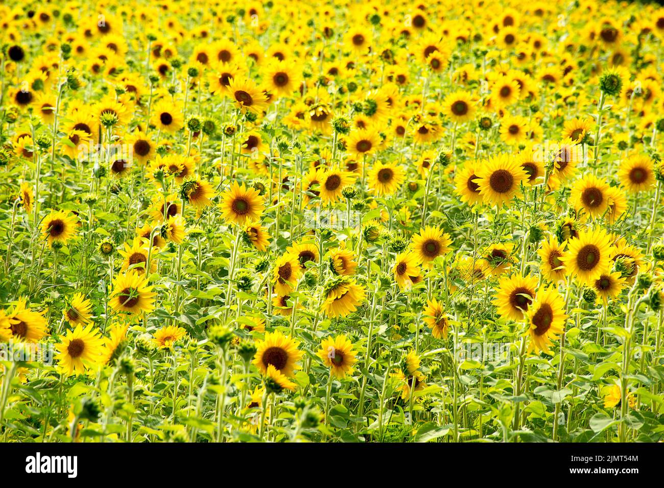 Bright yellow sunflower field in a rural Michigan field Stock Photo