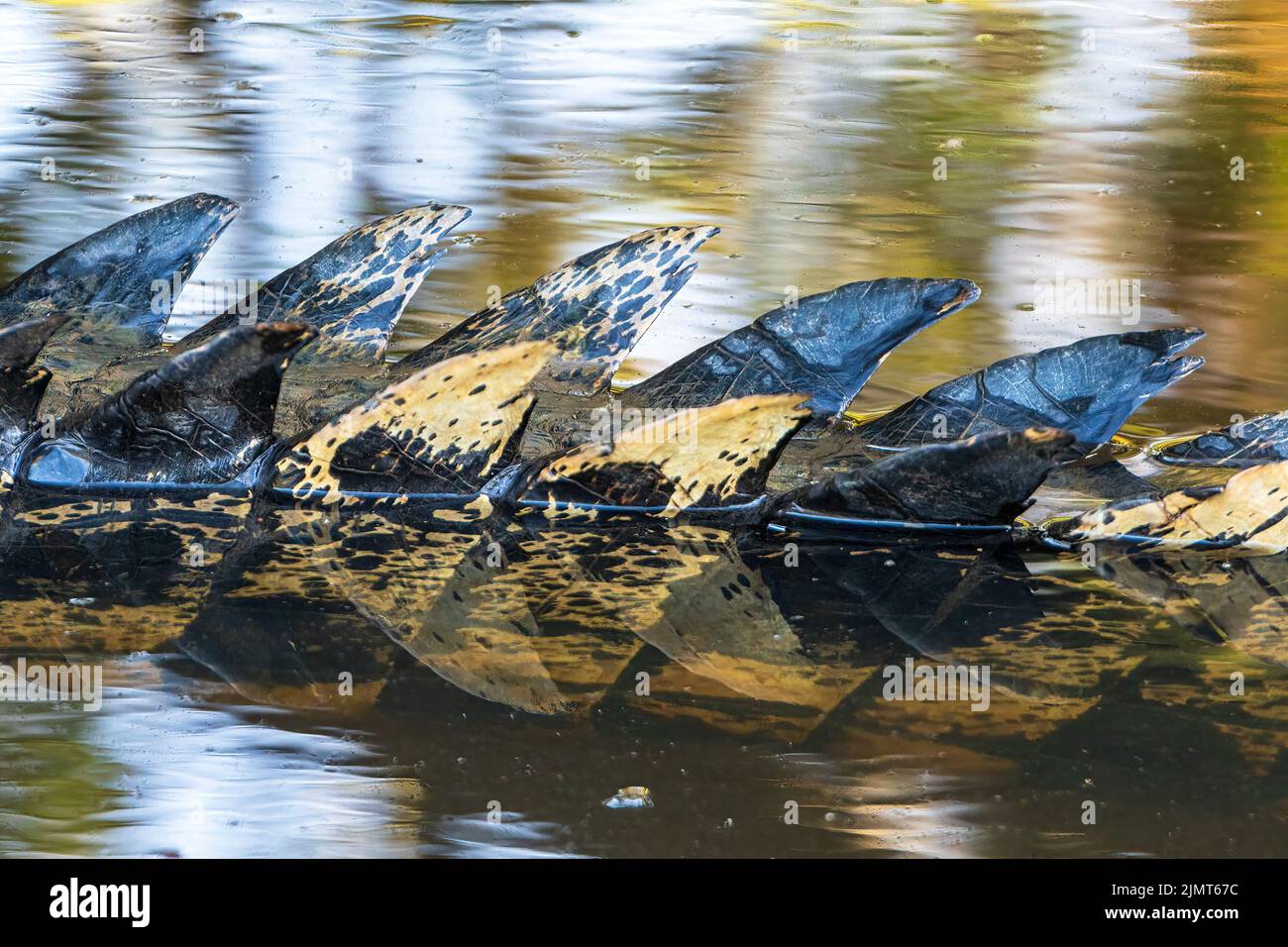 Details of scales on the back of a Saltwater Crocodile (Crocodylus porosus), Yellow Waters Billabong, Kakadu National Park, Northern Territory, Austra Stock Photo