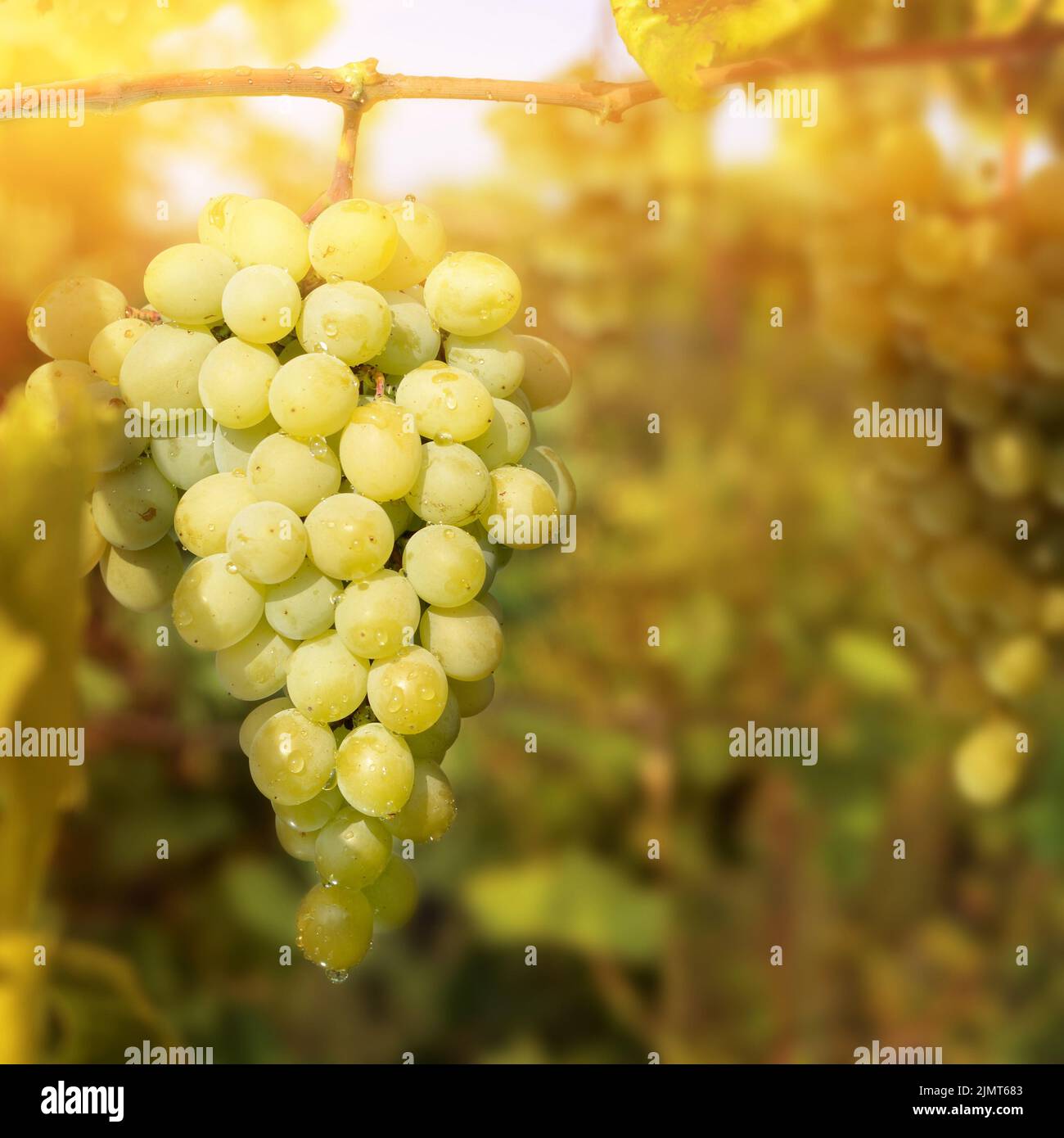 Green grapes on vine Stock Photo Alamy