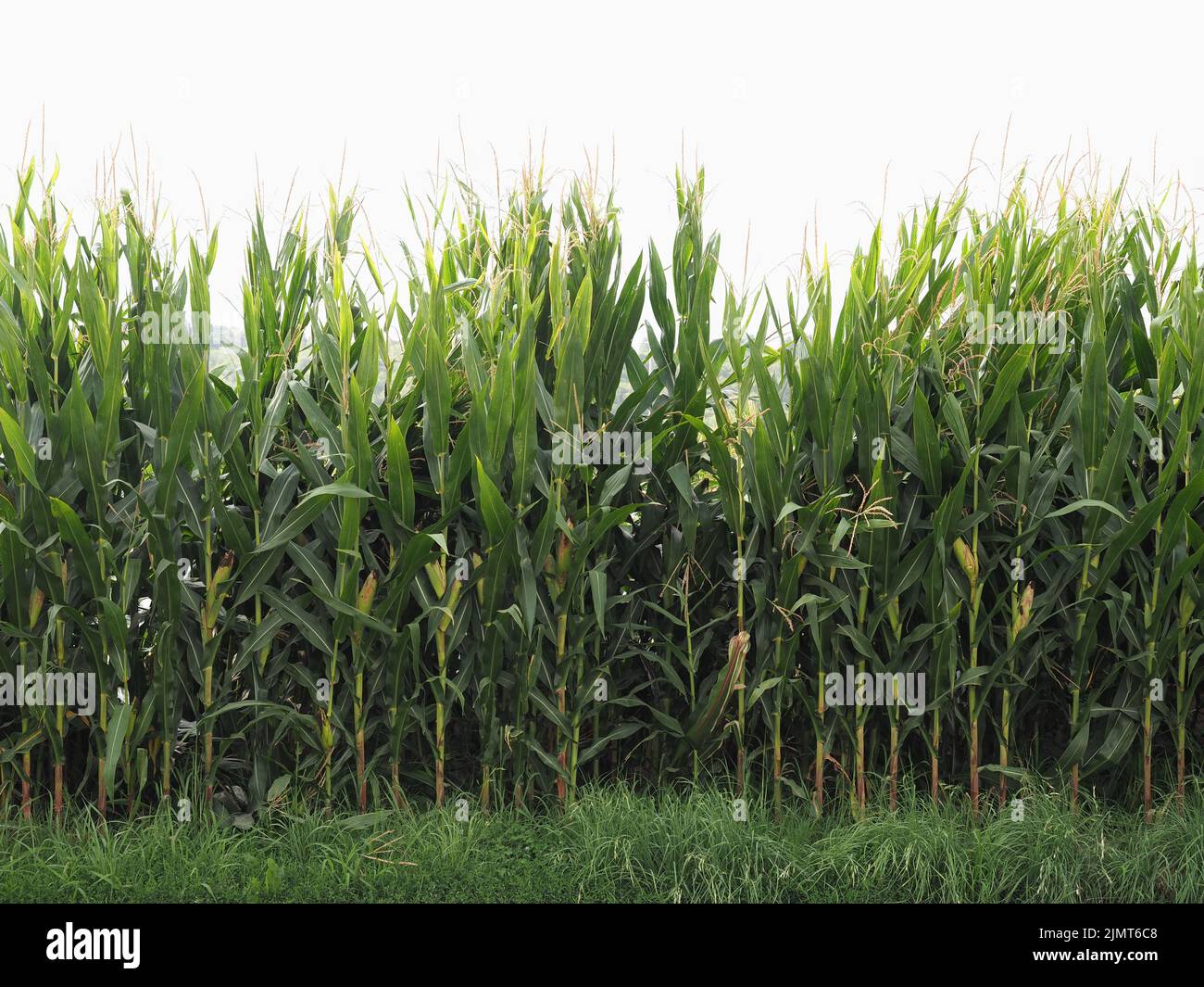 green maize corn plants field useful as a background Stock Photo - Alamy