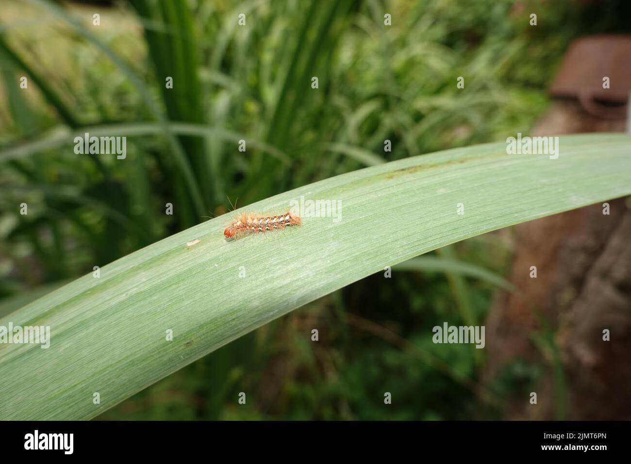 Raupe der Ampfer-Rindeneule (Acronicta rumicis), auch Ampfereule, auf dem Blatt einer Sumpf-Schwertlilie (Iris pseudacorus) Stock Photo