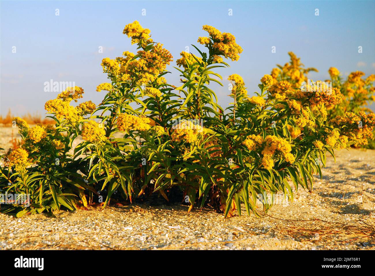 The small yellow buds of a goldenrod plant blooms along on the beach in early autumn on a sunny day near the shore Stock Photo