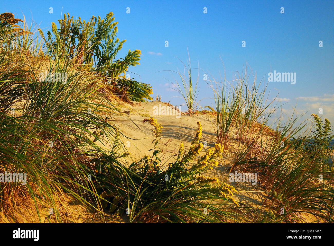 Goldenrod blooms in a sandy beach along the Jersey Shore in early autumn Stock Photo