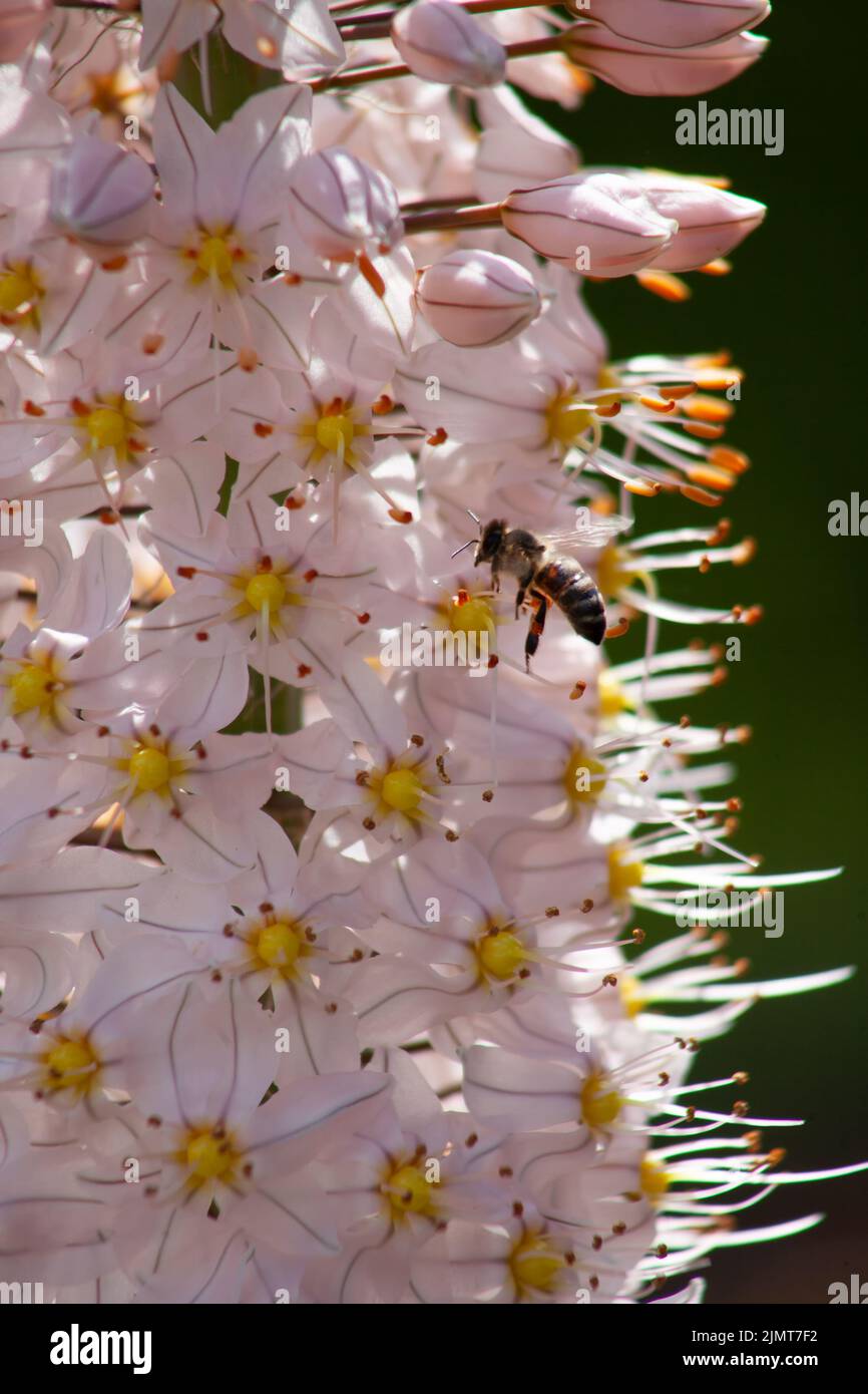 Eremurus himalaicus close-up with a bee collecting nectar from flowers. Stock Photo