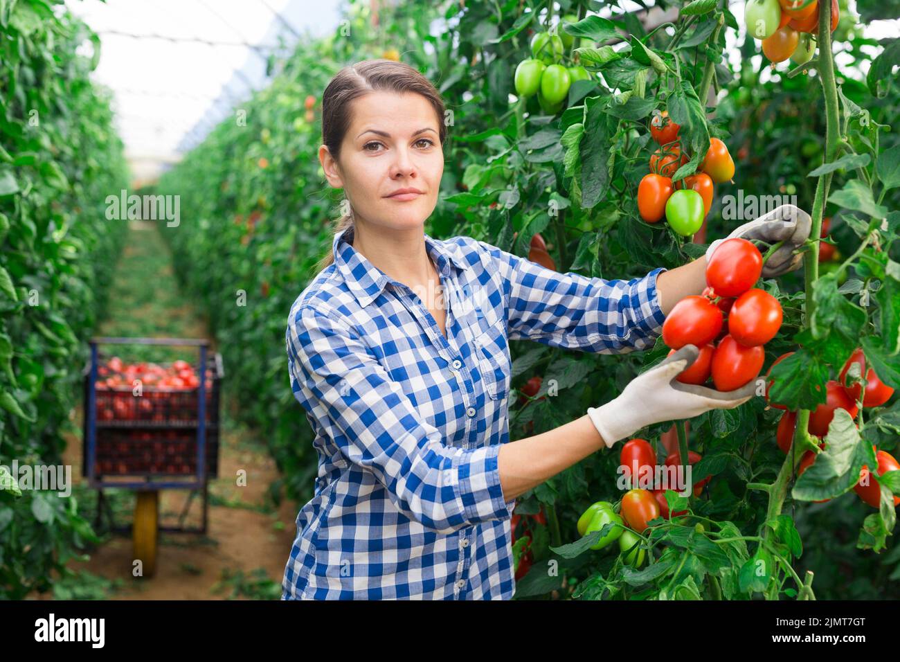 Farm workwoman gathering crop of tomatoes in hothouse Stock Photo - Alamy