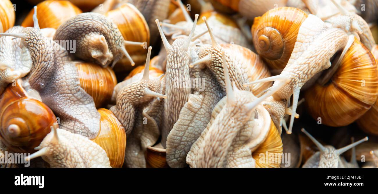 Many snails on snail farm Stock Photo