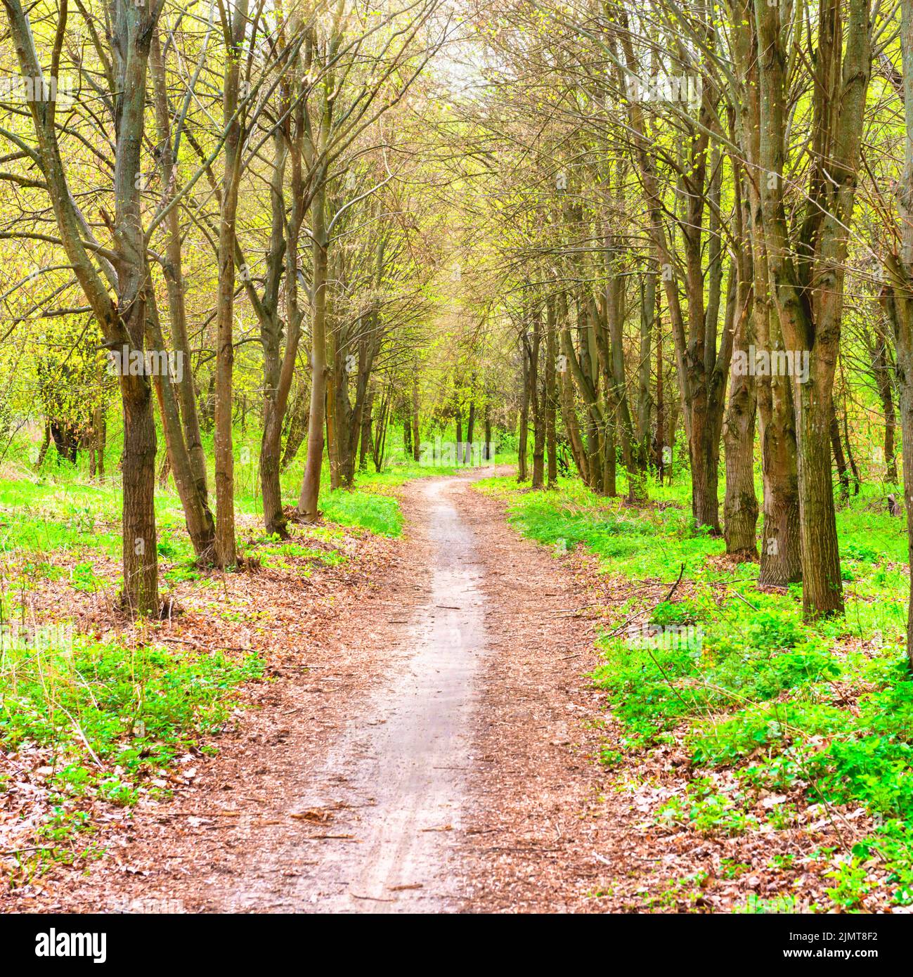 Green trees park hi-res stock photography and images - Alamy